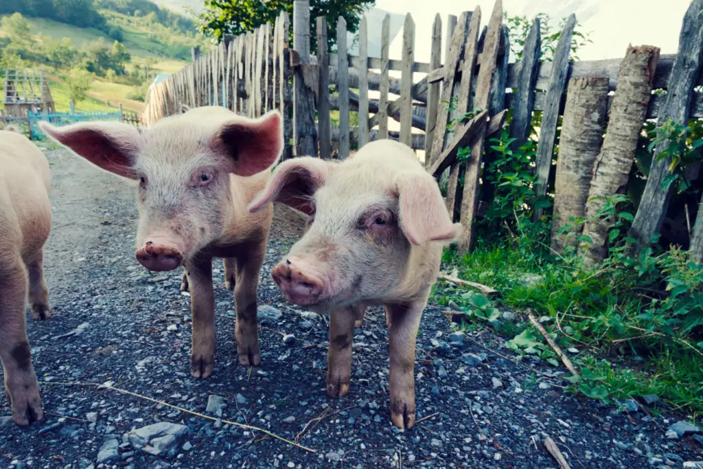 Pig Farm Albania Farm To Table Agritourism
